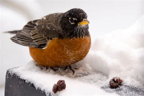 Urban Wildlife Guide Winter Robin Is Back