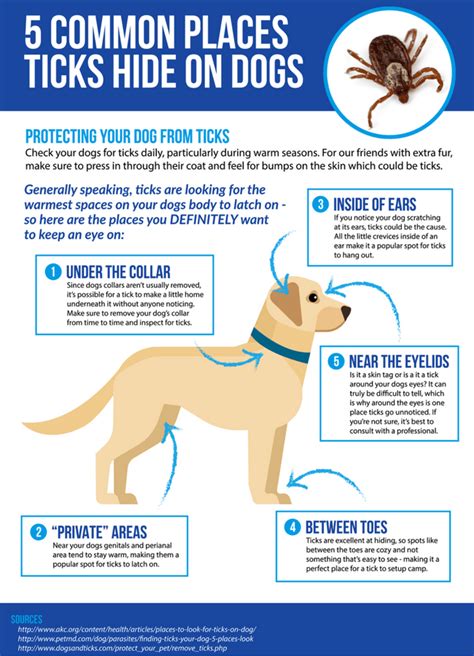 Flea And Tick Prevention For Dogs Protect That Pooch