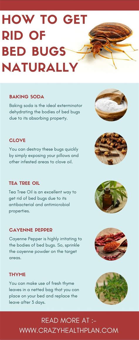 7 essential oils to get rid of bugs at home rid of bed bugs bed bug bites bed bug remedies