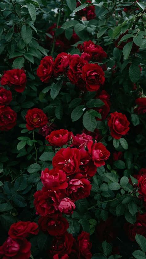 Red Rose Aesthetic Hd Ideas Mdqahtani