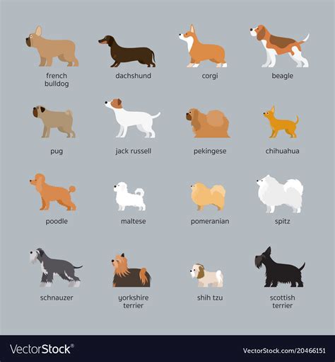 Dog Breeds Set Small And Medium Size Royalty Free Vector