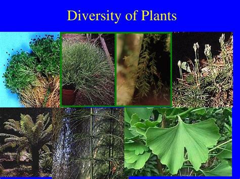 Ppt Diversity Of Plants Powerpoint Presentation Free Download Id