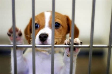 You should start by looking at local listings of pet stores near you. Chicago Bans Puppy Mill Pet Stores