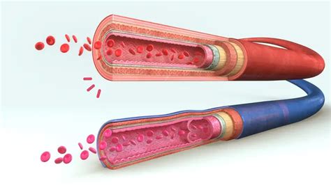Perbedaan Arteri Dan Vena Dari Struktur Hingga Fungsinya Hot Sex Picture