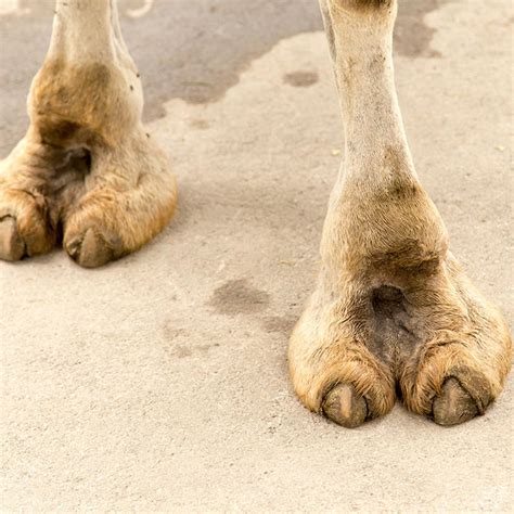 Camel hoof stock photos and images (394). با زندگی شتر آشنا شویم | You Can