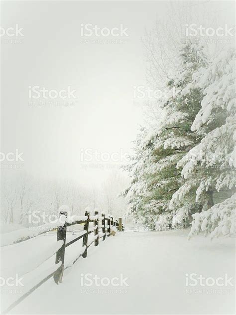 Peaceful Calm Of Fresh Snow Winter Scenes Stock Images Free Royalty
