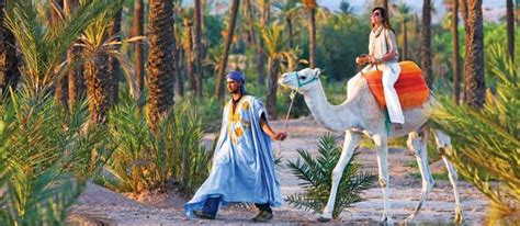 Marrakech palm grove camel ride with tea break 20€/pers experience a camel ride in the palm groves of marrakech. Marrakech Camel Rides【32 €】 | Camel Riding Tours in Marrakech