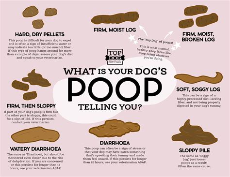 Poop And What It Means For Your Dog Poop Chart Inside Top Dog Food