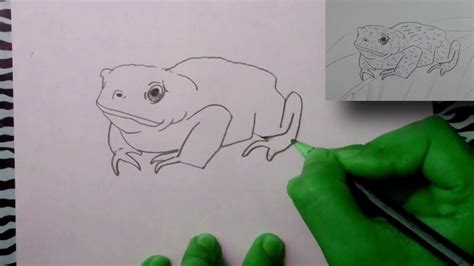 Como Dibujar Un Sapo How To Draw A Toad Hd Youtube