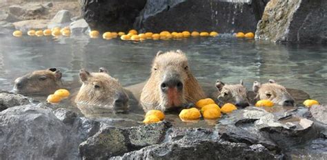Adorable Capybara Hot Springs All About Japan