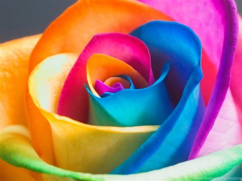 Flowers hd wallpapers in high quality hd and widescreen resolutions from page 1. 3D Rainbow Rose Flowers Wallpapers HD Desktop Background