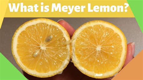 What Is Meyer Lemon The Sweet Lemon Youtube