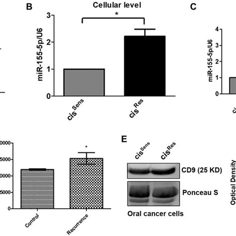 a mir 155 expression in clinical samples was quantified by q pcr and download scientific