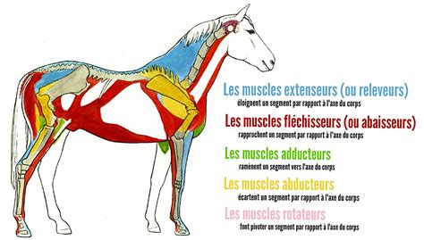 Anatomie Du Cheval A Colorier Mx