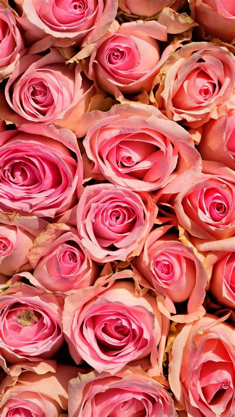 Download Wallpaper 1080x1920 Roses Flowers Pink