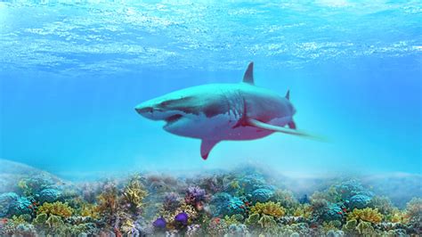 4k Shark Wallpapers High Quality Download Free