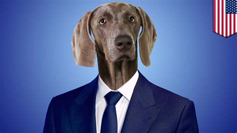 Court Thinks Give Me A Lawyer Dog Refers To An Actual Lawyer Dog
