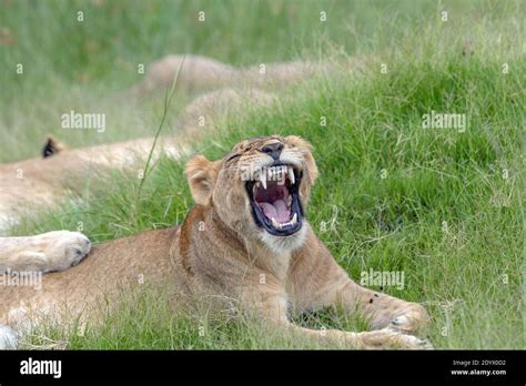 African Lioness Panthera Leo A Big Yawn A Relaxing Member Of The