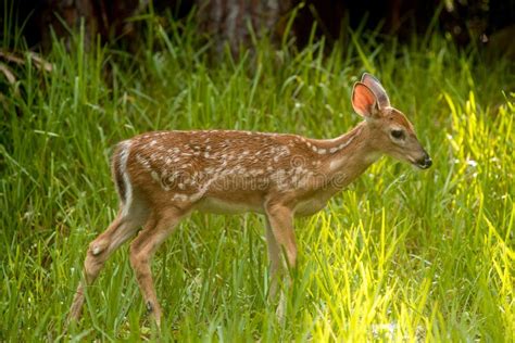 Deer Spotted Young Baby Deer Wild Animals Wildlife Nature