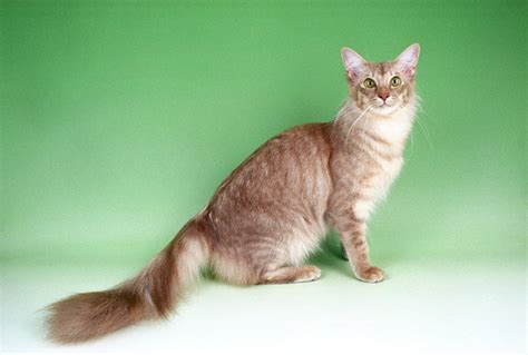 Javanese Cat Breed Information