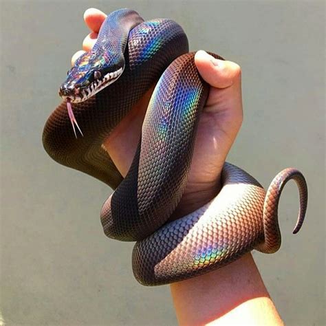 A White Lipped Python Serpent Animal Python Snake Ball Python Les