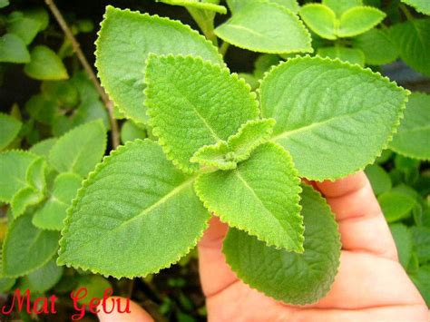 Tepi daun yang menguning menjadi salah satu tanda bahwa calathea terlalu banyak mendapatkan air dengan kandungan mineral. JOM KE FARMVILLE MAT GEBU!!..SIRI 1 - Dapur Tanpa Sempadan...