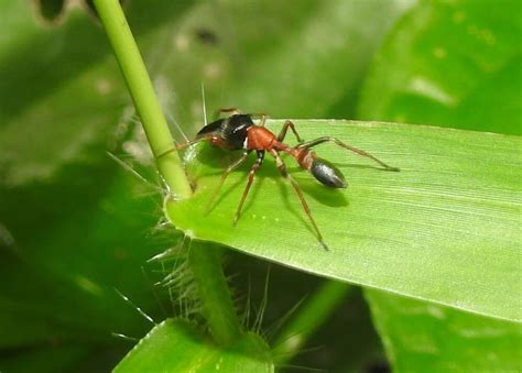 14 Spiders That Look Like Ants And Why Do They Look Like Ants