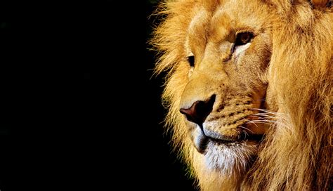 Free Image on Pixabay - Lion, Wild Animal, Dangerous | Animals wild, Animals, Jungle animals