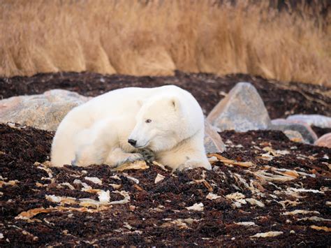 Female Polar Bear Lavender And Lovage