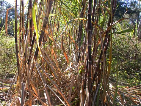 Sugar Cane Operations Snapshots Southern Matters