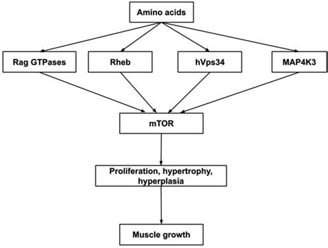 4 Molecular And Cellular Mechanisms Whereby Amino Acids Stimulate