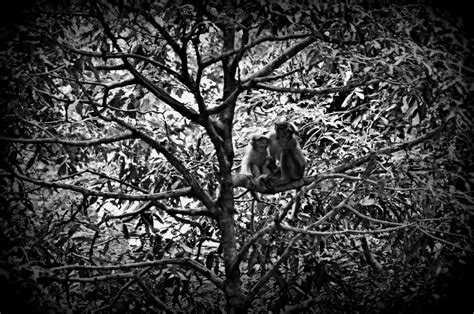Two Monkeys Together On A Tree Smithsonian Photo Contest