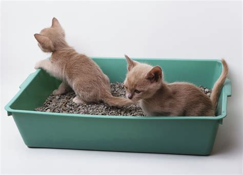Heres How To Teach Your New Kitten How To Use The Litterbox Litter