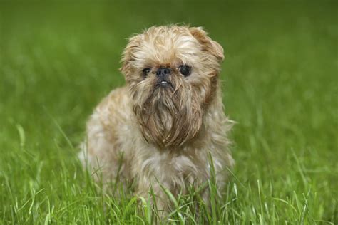 20 Popular And Cute Small Dog Breeds Sheknows