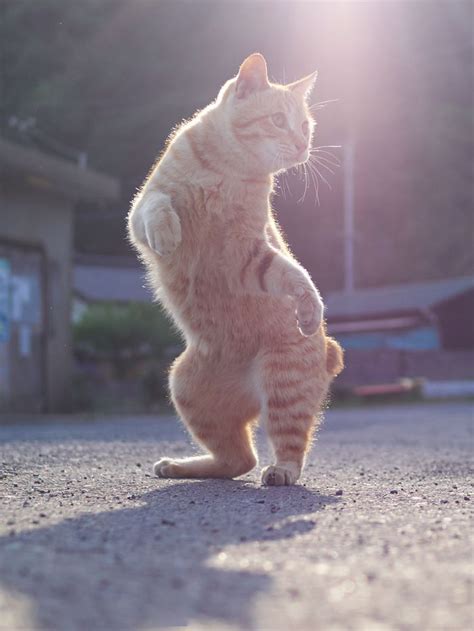 30 Of The Funniest Dancing Cat Pics にゃんこ 猫 美しい猫