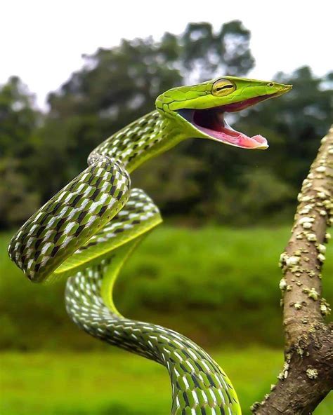 Tywkiwdbi Tai Wiki Widbee Green Vine Snake