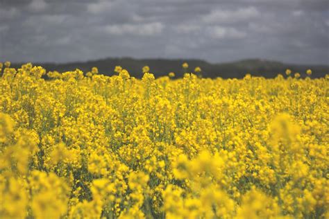 Free Photo Of Field Yellow Flowers