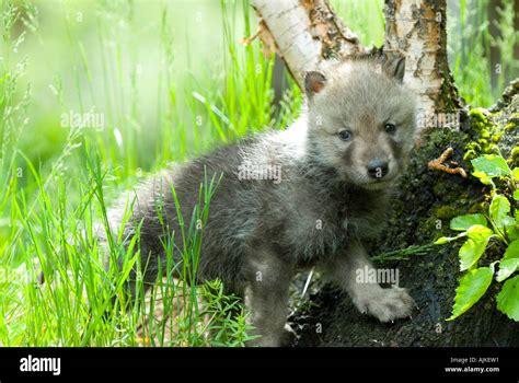 Wolf Pup Stock Photo Alamy