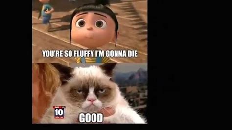 Mean Cat Cat Memes Memes