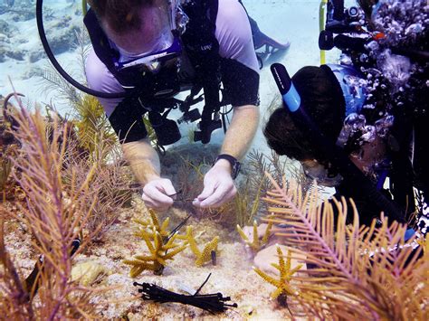 Scientists Catch Up On The Sex Life Of Coral To Help Reefs Survive Wgcu News