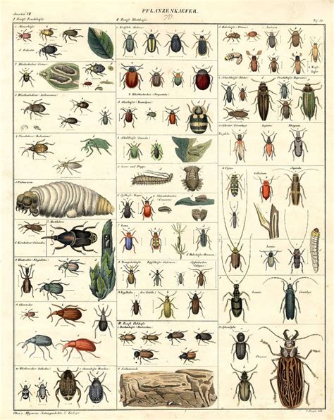 Bug Identification Chart For Kids