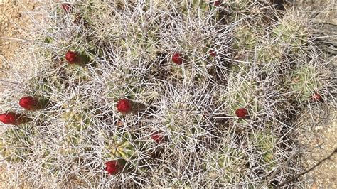 The temperature in the desert can. Wild Edible Plants: Mojave Mound Cactus - YouTube