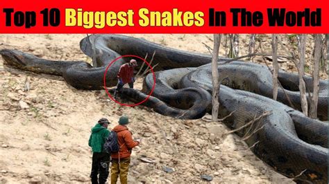 दुनिया के 10 सबसे बड़े सांप 10 Biggest Snakes In The World Worlds