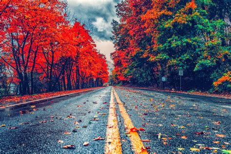 Autumn Tree Nature Road Background Hd Download Cbeditz