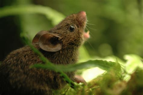 Singing Mice Serenade Mates With Romantic Tunes Gair Rhydd