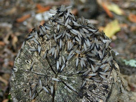 Termites Benefits Termites Info