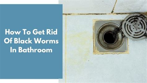 How To Get Rid Of Black Worms In Bathroom Ideal Home Advice