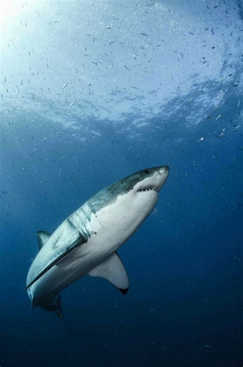 They are found in all cold temperate and tropical waters, from 60°n latitude to 60°s latitude. Great white shark genome decoded