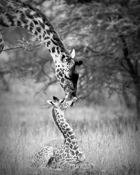 Safari Baby Animals Black And White Photos Giraffe Wildlife