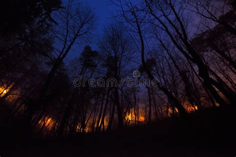 Slow Burn Forest Fire At Night Stock Image Image Of Orange Forest